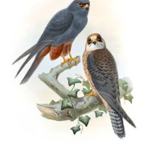 Lithograph showing a male and female red-footed falcon (Falco vespertinus) perched on a branch