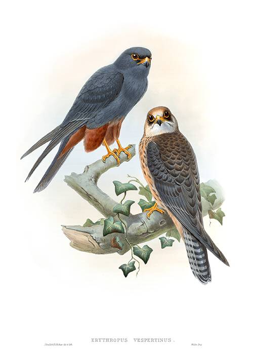 Lithograph showing a male and female red-footed falcon (Falco vespertinus) perched on a branch