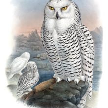 Hand-colored lithograph showing a female snowy owl sitting on a rock in the foreground