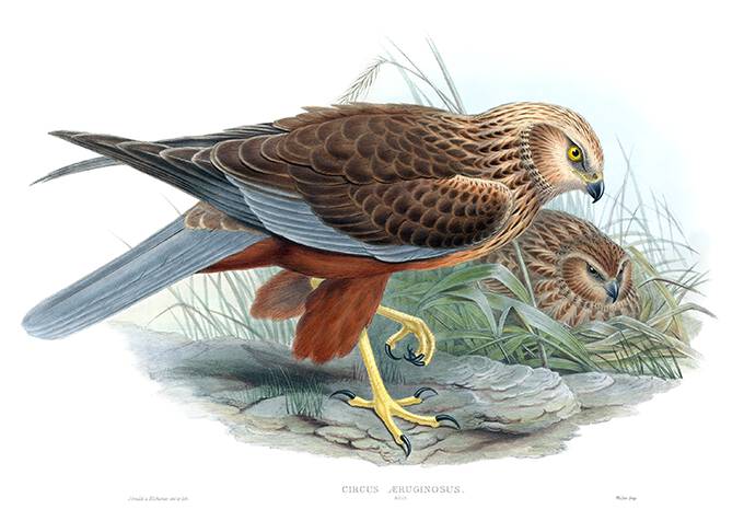 Hand-colored lithograph showing a western marsh harrier seen from the side standing on one leg