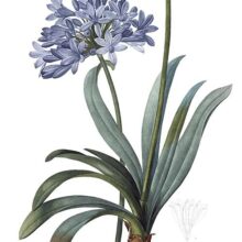 Stipple engraving showing an African lily, a South African plant in the family Amaryllidaceae