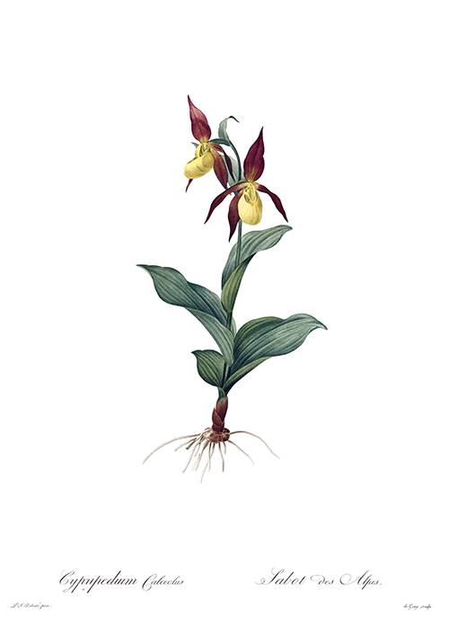 Hand-colored stipple engraving showing Cypripedium calceolus, an orchid of the lady's slipper type