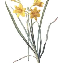 Hand-colored stipple engraving showing Hemerocallis lilioasphodelus, a plant native to Eurasia