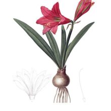 Stipple engraving showing Hippeastrum reginae, a flowering plant native to South America