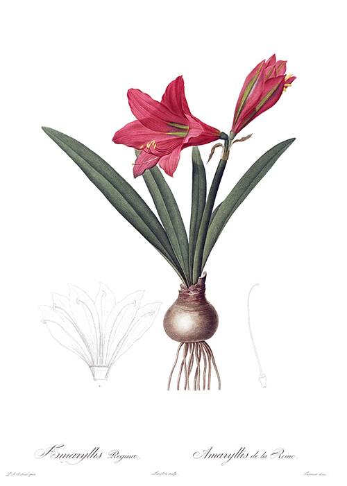 Stipple engraving showing Hippeastrum reginae, a flowering plant native to South America