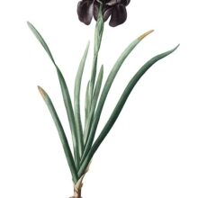 Hand-colored stipple engraving showing Iris susiana, a plant which produces deep purple flowers