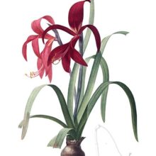 Hand-colored stipple engraving showing an Aztec lily, a plant in the family Amaryllidaceae