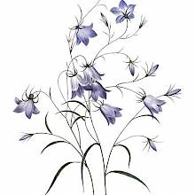 Stipple engraving showing the bell-shaped flowers & arabesque-like stems of a species of Campanula