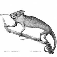 Plate showing a common chameleon, a lizard found in Africa, the Middle East, and southern Europe