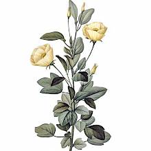 Stipple engraving showing the stem, leaves and pale yellow flowers of Cienfuegosia heterophylla