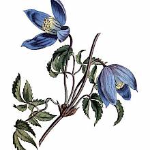 Hand-colored copper engraving showing the leaves and blue flowers of the Alpine clematis