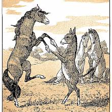 A horse and a donkey are dancing together in a pasture standing on their hind legs