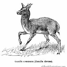 Dorcas Gazelle