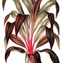 Cordyline Fruticosa