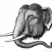 Three-quarter view of the head of an Asian elephant