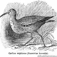 Eskimo Curlew