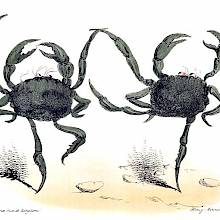 Two crabs are having a dance, mimicking the performance of two ballet dancers