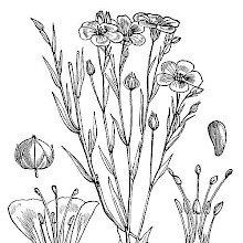 Flax (Linum Usitatissimum)