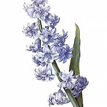 Stipple engraving showing the flowering stem and a leaf of a blue garden hyacinth