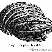 Harp Shell
