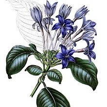 Hindsia violacea is a plant in the family Rubiaceae introduced to Britain in 1844