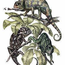 Three Indian chameleons move about among the leaves at the tip of a branch
