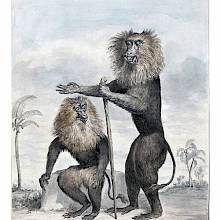 Watercolor sketch made to be later engraved and illustrate the entry on the lion-tailed macaque
