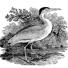 Profile view of a black-crowned night heron on a shore