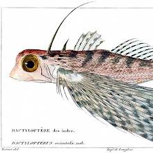 Oriental flying gurnard (Dactyloptena orientalis), a fish in the family Dactylopteridae