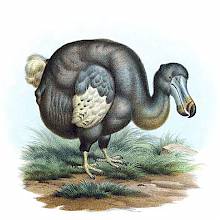 The dodo was a bird in the family Columbidae native to the island of Mauritius