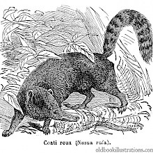 Red Coati