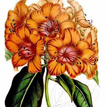 Rhododendron Javanicum is a plant in the family Ericaceae, native to Southeast Asia