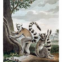 Engraving showing two ring-tailed lemurs, a species of primate in the family Lemuridae