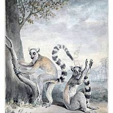 Watercolor sketch made to be later engraved and illustrate the entry on the ring-tailed lemur