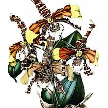 Rossioglossum grande is a plant in the family Orchidaceae, native to South and Central America