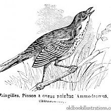 Saltmarsh sharp-tailed sparrow