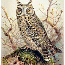 Scops Owl