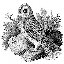 The short-eared owl is a bird of prey in the family Strigidae