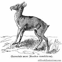 Siberian musk deer