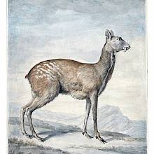 Watercolor sketch made to be later engraved and illustrate the entry on the Siberian musk deer