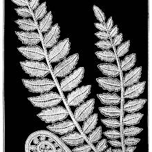 Lace design showing fern fronds, fully grown as well as unfurling