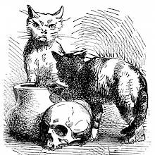 Two cats are seen around a jug and a skull, one of them looking at the viewer with a scowl