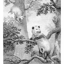 Engraving showing a Virginia opossum, a marsupial in the family Didelphidae, native to the Americas