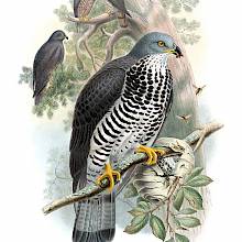 Perched European honey buzzard and feeding on wasp larvae from a wasp nest it has torn open