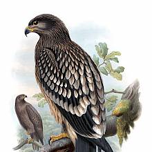 Lesser spotted eagle perching on a branch in the foreground and a second one further away