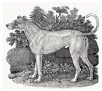 Irish greyhound, from A General History of Quadrupeds