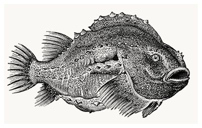 Lump sucker