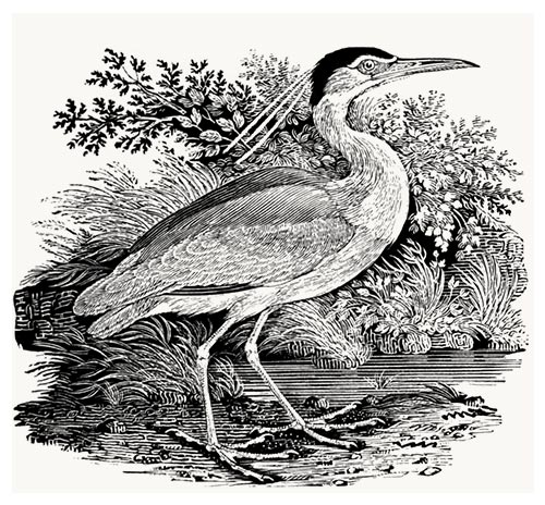 Night heron