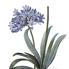 Stipple engraving showing an African lily, a South African plant in the family Amaryllidaceae