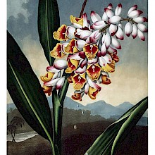 View of stalk, leaves, and flowers of Shell ginger in the foreground of a landscape with mountains